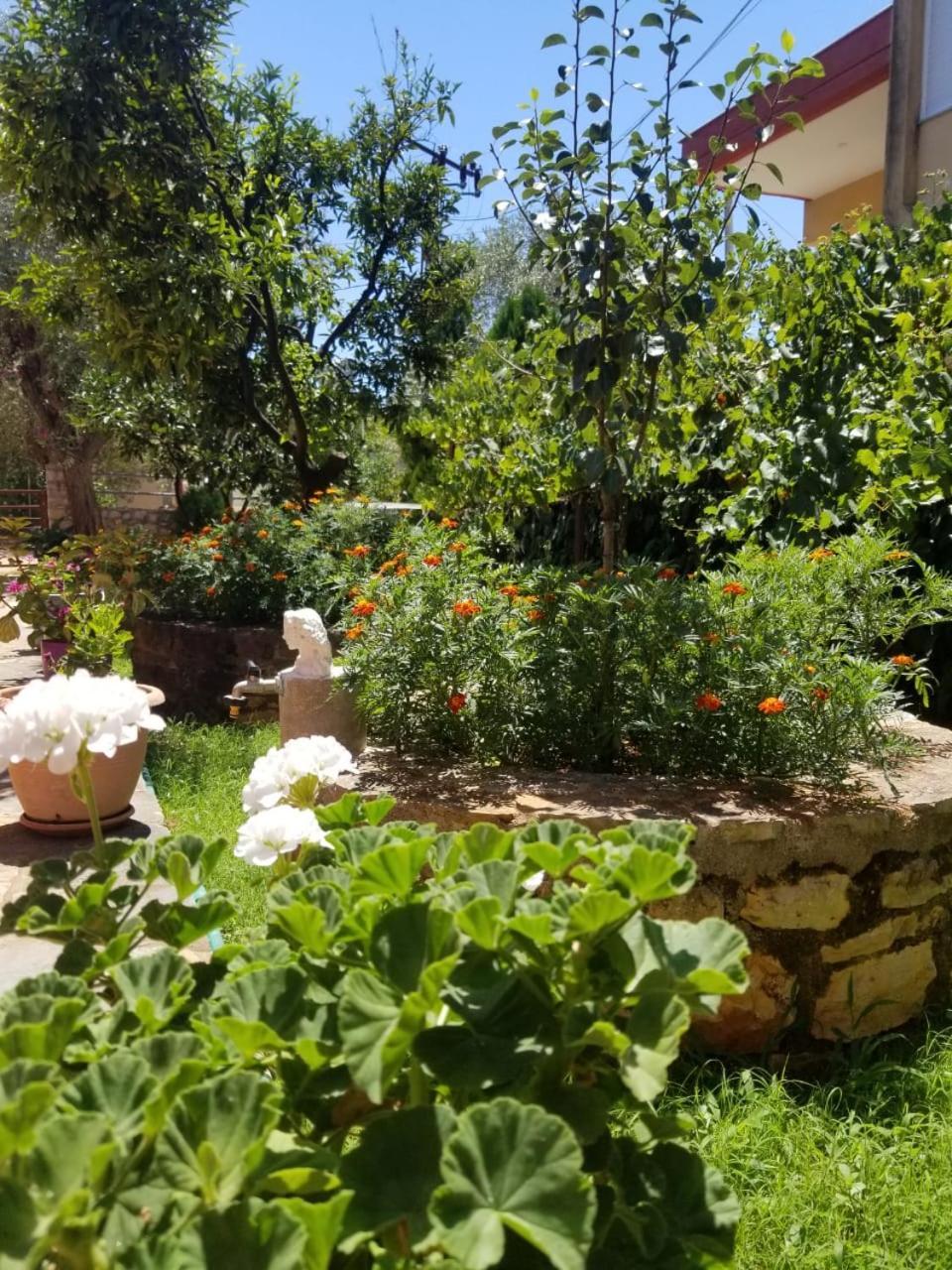 Vila,Apartaments Luani *